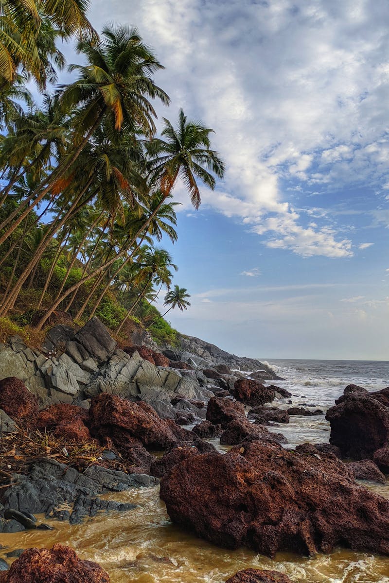 Scenic tropical coastline with palm trees and rocky shoreline under a vibrant sky.
